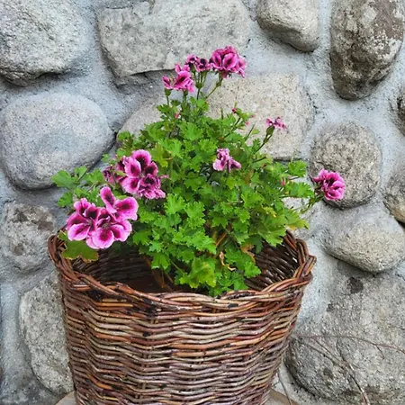 Boina House Bansko